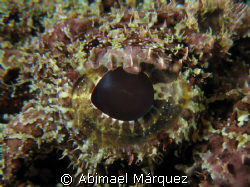 The Eye of the scorpionfish. by Abimael Márquez 